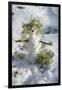 Snowman at Vallombrosa-Guido Cozzi-Framed Photographic Print