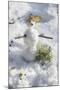 Snowman at Vallombrosa-Guido Cozzi-Mounted Photographic Print