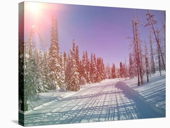 Snowmobile Trail in Labrador Canada-melking-Stretched Canvas