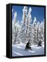 Snowmobilers Riding Through a Forest of Hoar Frosted Trees on Two Top Mountain, West Yellowstone, M-Kimberly Walker-Framed Stretched Canvas