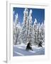 Snowmobilers Riding Through a Forest of Hoar Frosted Trees on Two Top Mountain, West Yellowstone, M-Kimberly Walker-Framed Photographic Print