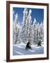 Snowmobilers Riding Through a Forest of Hoar Frosted Trees on Two Top Mountain, West Yellowstone, M-Kimberly Walker-Framed Photographic Print