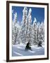 Snowmobilers Riding Through a Forest of Hoar Frosted Trees on Two Top Mountain, West Yellowstone, M-Kimberly Walker-Framed Photographic Print