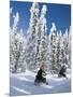 Snowmobilers Riding Through a Forest of Hoar Frosted Trees on Two Top Mountain, West Yellowstone, M-Kimberly Walker-Mounted Photographic Print