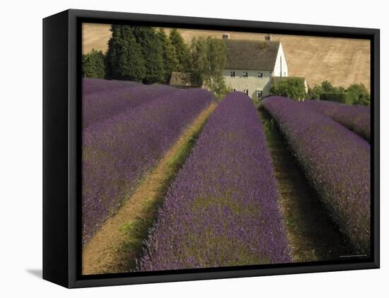 Snowshill Lavender Farm, Gloucestershire, the Cotswolds, England, United Kingdom-David Hughes-Framed Stretched Canvas