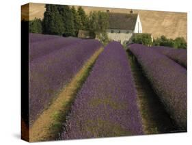 Snowshill Lavender Farm, Gloucestershire, the Cotswolds, England, United Kingdom-David Hughes-Stretched Canvas