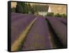 Snowshill Lavender Farm, Gloucestershire, the Cotswolds, England, United Kingdom-David Hughes-Framed Stretched Canvas