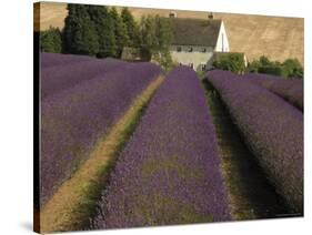 Snowshill Lavender Farm, Gloucestershire, the Cotswolds, England, United Kingdom-David Hughes-Stretched Canvas