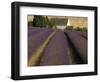 Snowshill Lavender Farm, Gloucestershire, the Cotswolds, England, United Kingdom-David Hughes-Framed Photographic Print