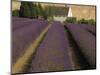 Snowshill Lavender Farm, Gloucestershire, the Cotswolds, England, United Kingdom-David Hughes-Mounted Photographic Print