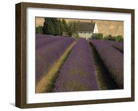 Snowshill Lavender Farm, Gloucestershire, the Cotswolds, England, United Kingdom-David Hughes-Framed Photographic Print