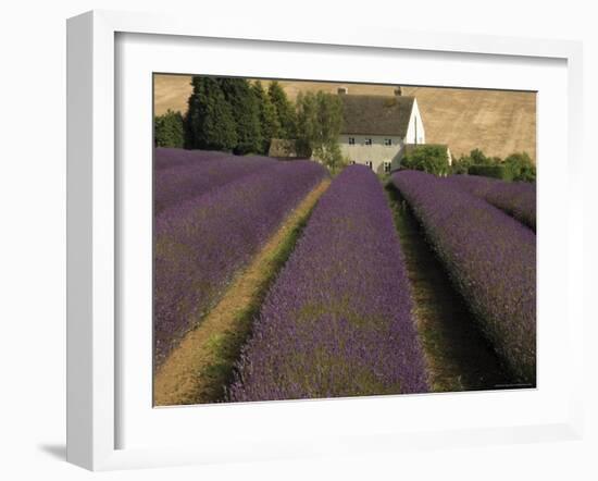 Snowshill Lavender Farm, Gloucestershire, the Cotswolds, England, United Kingdom-David Hughes-Framed Photographic Print