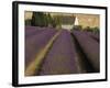 Snowshill Lavender Farm, Gloucestershire, the Cotswolds, England, United Kingdom-David Hughes-Framed Photographic Print