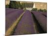 Snowshill Lavender Farm, Gloucestershire, the Cotswolds, England, United Kingdom-David Hughes-Mounted Photographic Print