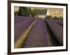 Snowshill Lavender Farm, Gloucestershire, the Cotswolds, England, United Kingdom-David Hughes-Framed Photographic Print