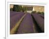 Snowshill Lavender Farm, Gloucestershire, the Cotswolds, England, United Kingdom-David Hughes-Framed Photographic Print