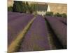 Snowshill Lavender Farm, Gloucestershire, the Cotswolds, England, United Kingdom-David Hughes-Mounted Photographic Print