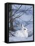 Snowshoe Hare, Arctic National Wildlife Refuge, Alaska, USA-Hugh Rose-Framed Stretched Canvas