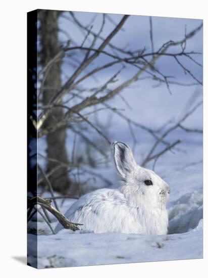 Snowshoe Hare, Arctic National Wildlife Refuge, Alaska, USA-Hugh Rose-Stretched Canvas