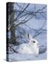 Snowshoe Hare, Arctic National Wildlife Refuge, Alaska, USA-Hugh Rose-Stretched Canvas