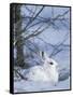 Snowshoe Hare, Arctic National Wildlife Refuge, Alaska, USA-Hugh Rose-Framed Stretched Canvas