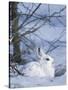 Snowshoe Hare, Arctic National Wildlife Refuge, Alaska, USA-Hugh Rose-Stretched Canvas