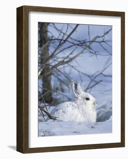 Snowshoe Hare, Arctic National Wildlife Refuge, Alaska, USA-Hugh Rose-Framed Photographic Print