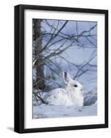 Snowshoe Hare, Arctic National Wildlife Refuge, Alaska, USA-Hugh Rose-Framed Photographic Print