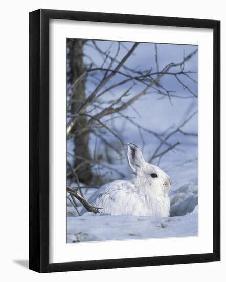 Snowshoe Hare, Arctic National Wildlife Refuge, Alaska, USA-Hugh Rose-Framed Photographic Print