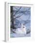 Snowshoe Hare, Arctic National Wildlife Refuge, Alaska, USA-Hugh Rose-Framed Photographic Print