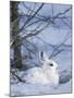 Snowshoe Hare, Arctic National Wildlife Refuge, Alaska, USA-Hugh Rose-Mounted Photographic Print