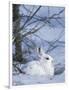 Snowshoe Hare, Arctic National Wildlife Refuge, Alaska, USA-Hugh Rose-Framed Photographic Print