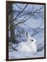 Snowshoe Hare, Arctic National Wildlife Refuge, Alaska, USA-Hugh Rose-Framed Photographic Print