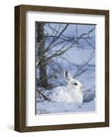 Snowshoe Hare, Arctic National Wildlife Refuge, Alaska, USA-Hugh Rose-Framed Photographic Print