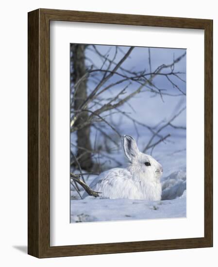 Snowshoe Hare, Arctic National Wildlife Refuge, Alaska, USA-Hugh Rose-Framed Photographic Print