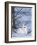 Snowshoe Hare, Arctic National Wildlife Refuge, Alaska, USA-Hugh Rose-Framed Photographic Print