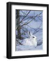 Snowshoe Hare, Arctic National Wildlife Refuge, Alaska, USA-Hugh Rose-Framed Photographic Print