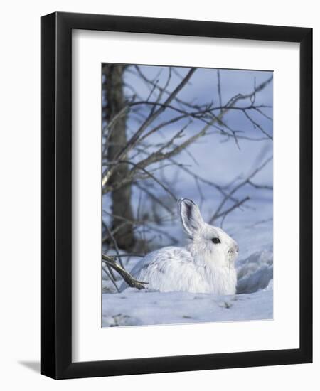 Snowshoe Hare, Arctic National Wildlife Refuge, Alaska, USA-Hugh Rose-Framed Photographic Print