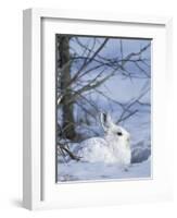 Snowshoe Hare, Arctic National Wildlife Refuge, Alaska, USA-Hugh Rose-Framed Photographic Print