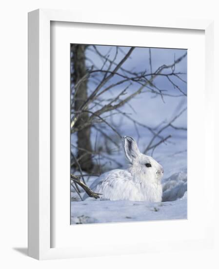 Snowshoe Hare, Arctic National Wildlife Refuge, Alaska, USA-Hugh Rose-Framed Photographic Print