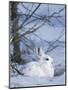 Snowshoe Hare, Arctic National Wildlife Refuge, Alaska, USA-Hugh Rose-Mounted Photographic Print