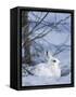 Snowshoe Hare, Arctic National Wildlife Refuge, Alaska, USA-Hugh Rose-Framed Stretched Canvas