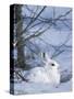 Snowshoe Hare, Arctic National Wildlife Refuge, Alaska, USA-Hugh Rose-Stretched Canvas