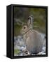 Snowshoe Hare (Lepus Americanus), Banff National Park, Alberta, Canada, North America-James Hager-Framed Stretched Canvas