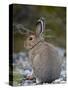 Snowshoe Hare (Lepus Americanus), Banff National Park, Alberta, Canada, North America-James Hager-Stretched Canvas