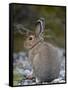 Snowshoe Hare (Lepus Americanus), Banff National Park, Alberta, Canada, North America-James Hager-Framed Stretched Canvas