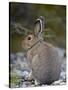 Snowshoe Hare (Lepus Americanus), Banff National Park, Alberta, Canada, North America-James Hager-Stretched Canvas
