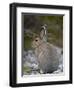 Snowshoe Hare (Lepus Americanus), Banff National Park, Alberta, Canada, North America-James Hager-Framed Photographic Print