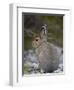 Snowshoe Hare (Lepus Americanus), Banff National Park, Alberta, Canada, North America-James Hager-Framed Photographic Print