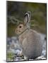 Snowshoe Hare (Lepus Americanus), Banff National Park, Alberta, Canada, North America-James Hager-Mounted Photographic Print
